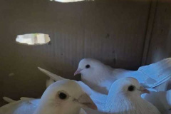 2090